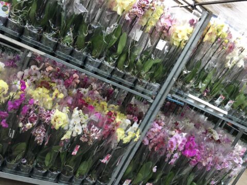 Εσωτερικού Χώρου