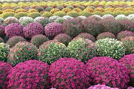 Ανθόφυτα-εποχιακά