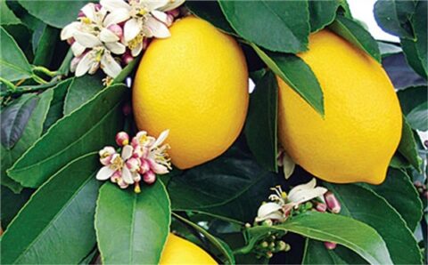 Εσπεριδοειδή