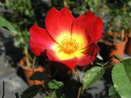 Αναρριχώμενα