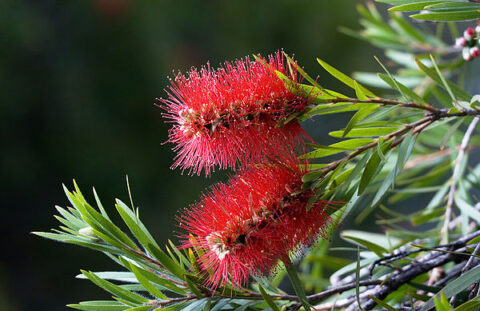Θάμνοι μεσογειακοί