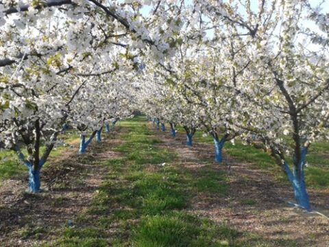 Καρποφόρα Δένδρα